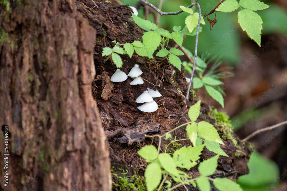 Mushrooms along a hiking trail in a Provincial Park in Ontario. Mushrooms along a hiking trail in a Provincial Park in Ontario.
