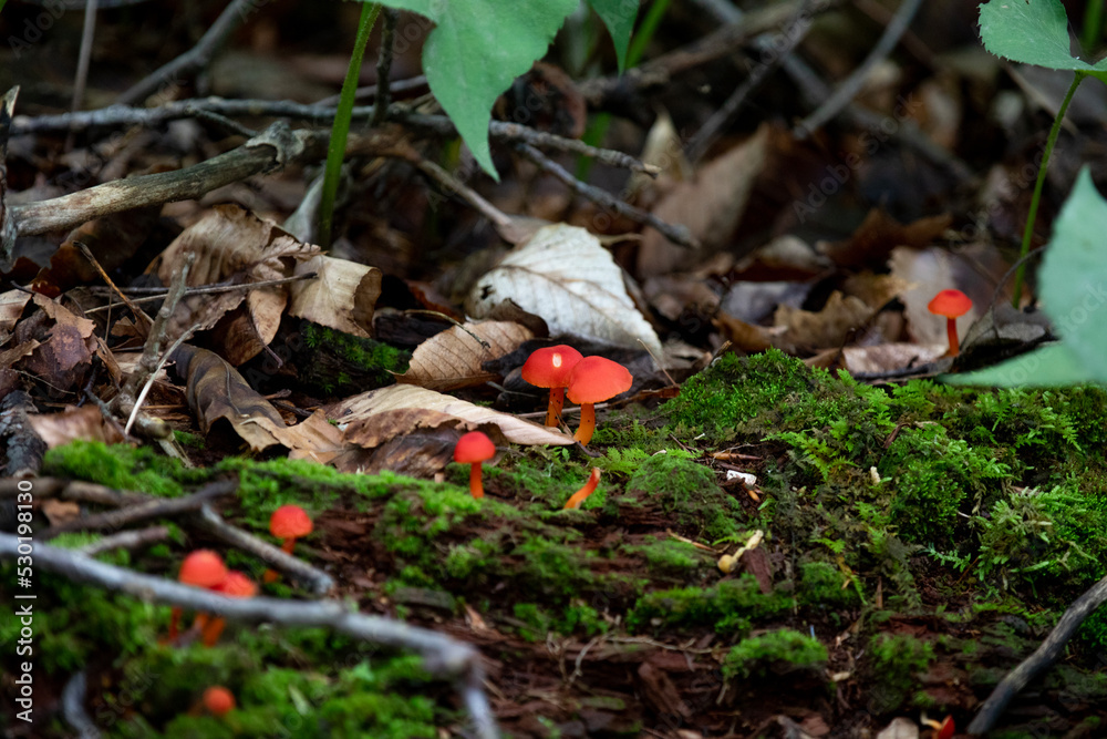 Mushrooms along a hiking trail in a Provincial Park in Ontario. Mushrooms along a hiking trail in a Provincial Park in Ontario.