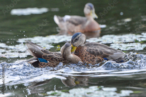 ducks on the lake 2018