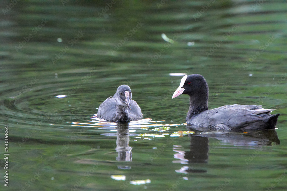 Fototapeta premium ducks on the lake 2018
