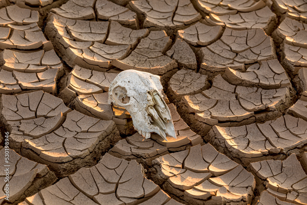 Weathered cattle skull lying in a parched wasteland