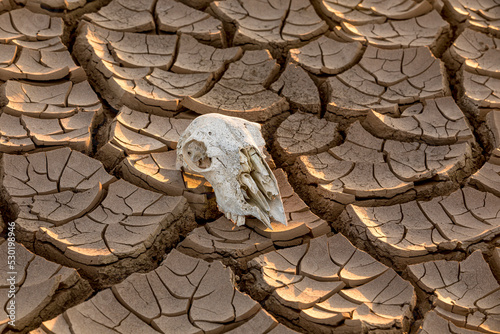 Obraz na płótnie Weathered cattle skull lying in a parched wasteland w salonie
