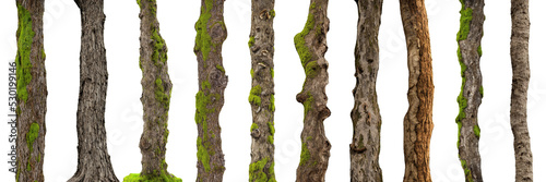 Wallpaper Mural tree trunks, overgrown with moss and lichen, isolated on white background