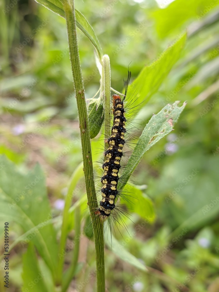Fototapeta premium caterpillars in the sintrong plant (Crassocephalum crepidioides)