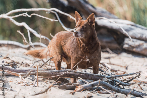 Small mixed-breed fawn colored dog walking happily on the sand with perky big ears and smiley face. Forest background