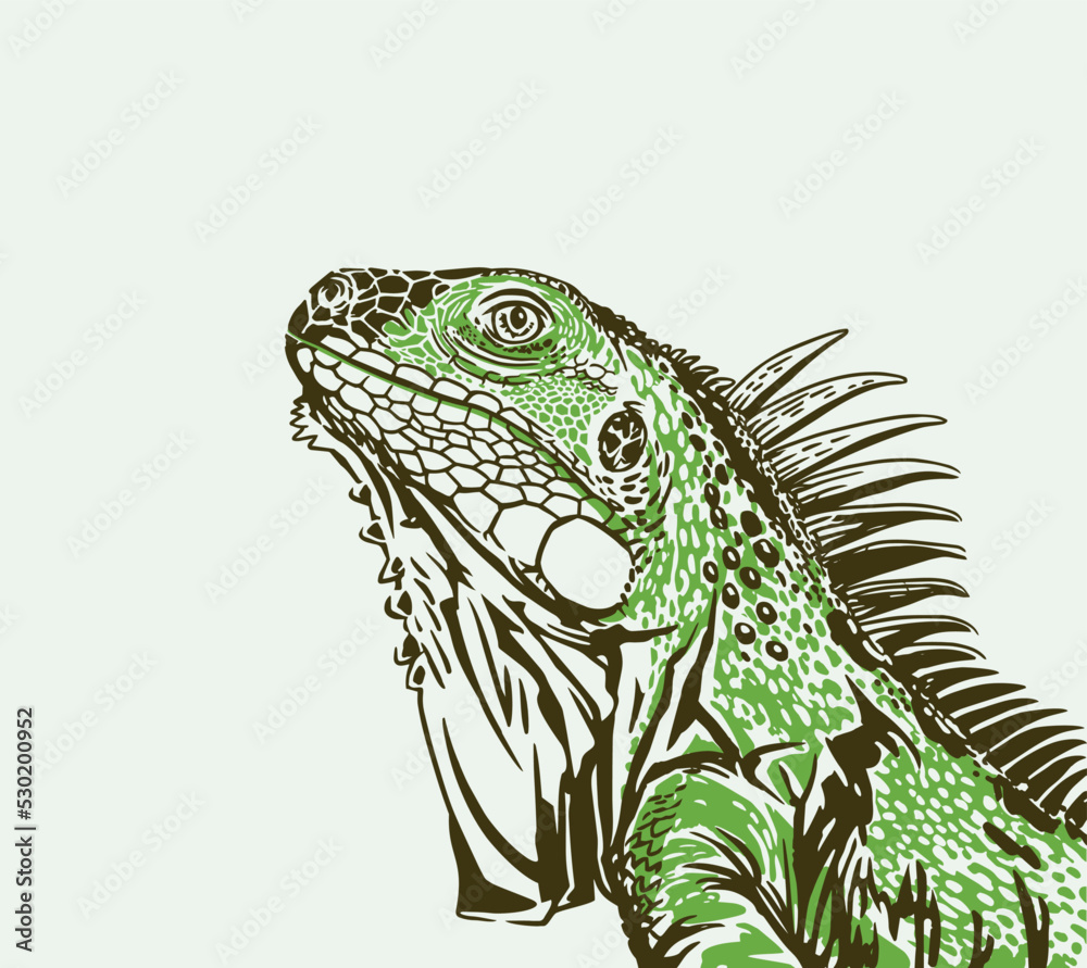Fototapeta premium Head Iguana Profile. Green Iguana Portrait. Vector illustration. 