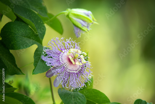 Beautiful purple Passion Flower or Passion Vine (Passiflora incarnata) blooming in the summer garden. Natural soft green background with copy space. photo