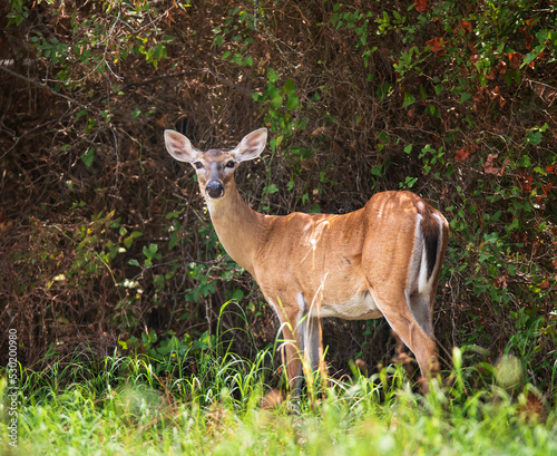 White tailed deer, female doe, in the woods on a hot summer day in Texas