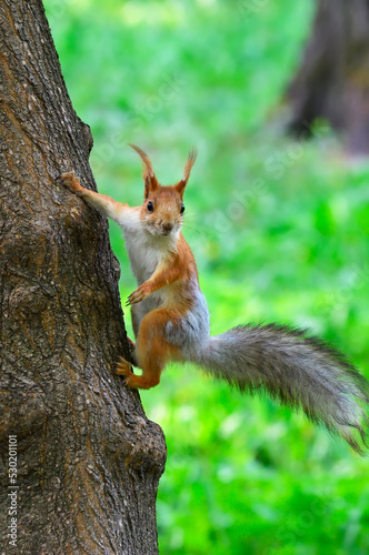 Squirrels in the spring park © ArhSib