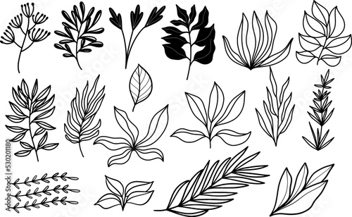 doodle line art botanical floral plant