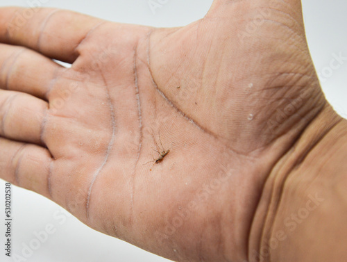 dead mosquito on hand concept dengue fever malaria