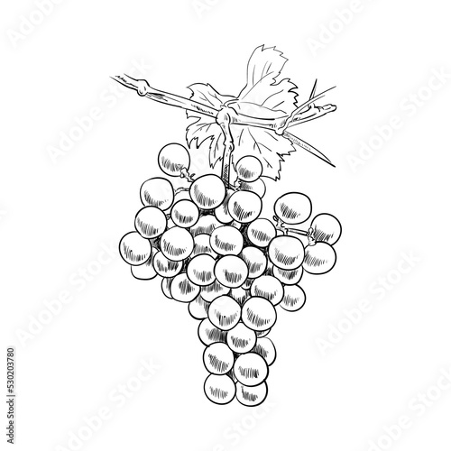 Sketch of grapes still on the tree trunk