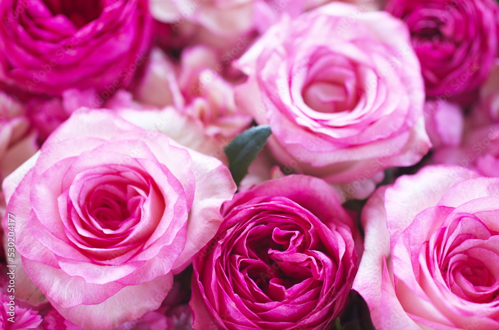 Deep and light pink roses. Romantic pink flowers background Deep and light pink roses. Romantic pink flowers background