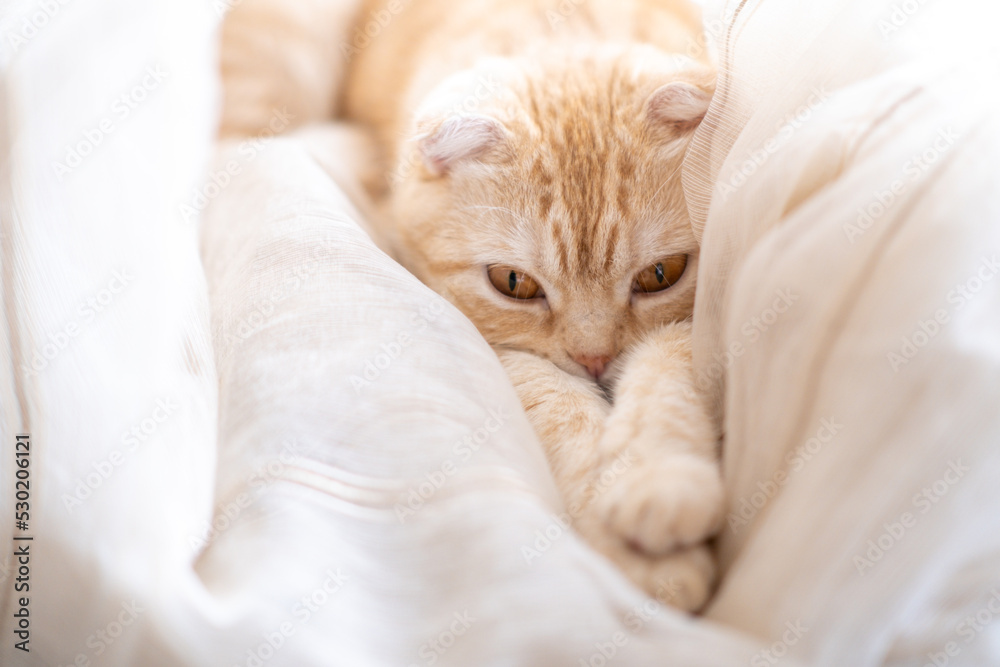 Little kitty sleeps in curtains on windowsill. Cute muzzle of pet lies on paws. Copy space Little kitty sleeps in curtains on windowsill. Cute muzzle of pet lies on paws. Copy space