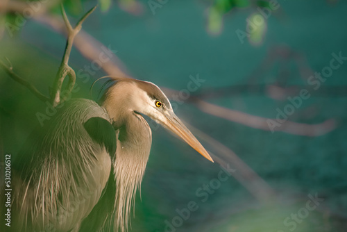 Valokuva great blue heron