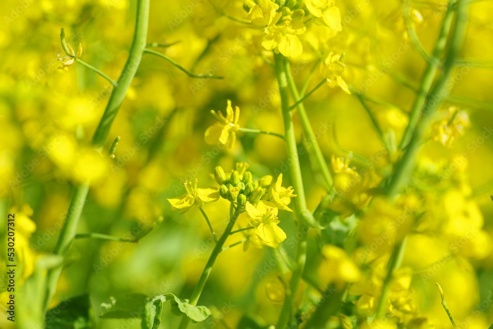 菜の花
菜の花