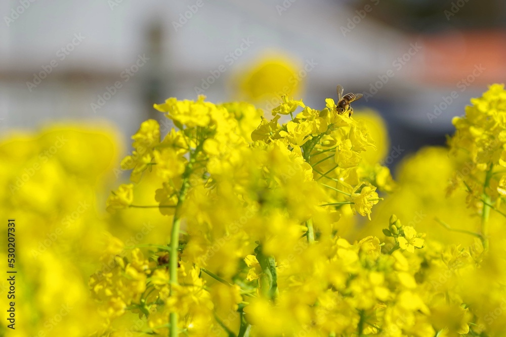 Fototapeta premium 菜の花とミツバチ
