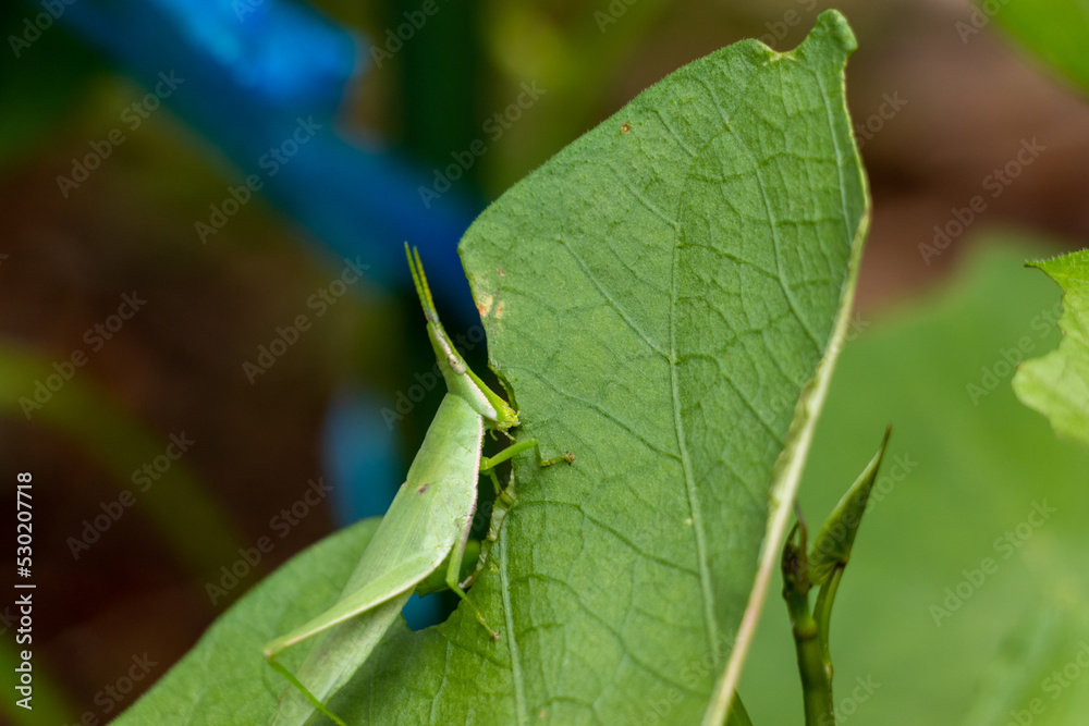 植物の葉っぱをむさぼり食うバッタ 植物の葉っぱをむさぼり食うバッタ