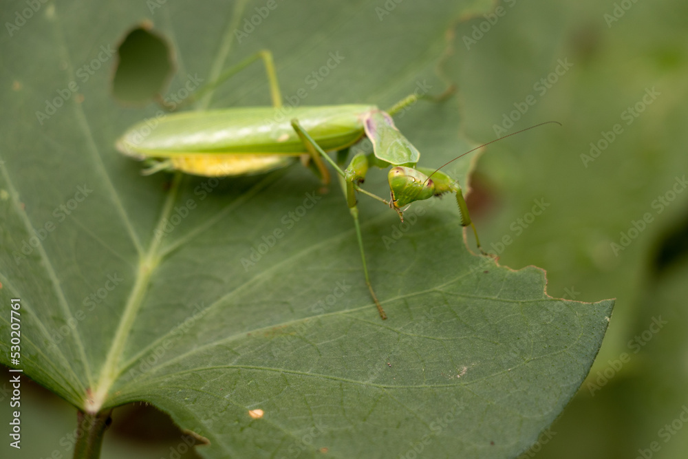 葉っぱの上で自分の脚を舐めるカマキリ 葉っぱの上で自分の脚を舐めるカマキリ