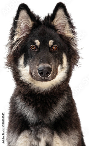 Obraz na plátně Alaskan Malamute Crossbreed Dog Closeup