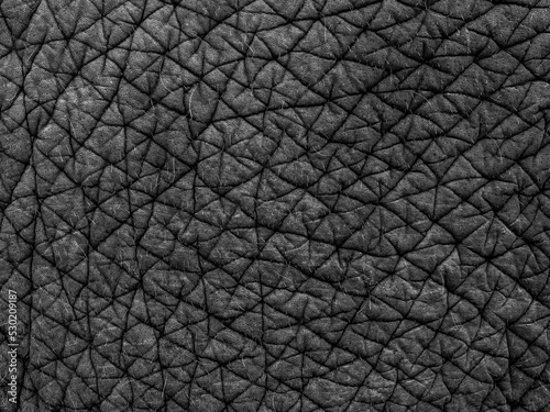 Elephant skin texture abstract background, Asian elephants skin texture, Close up asian elephant reveals the texture of the animal skin.