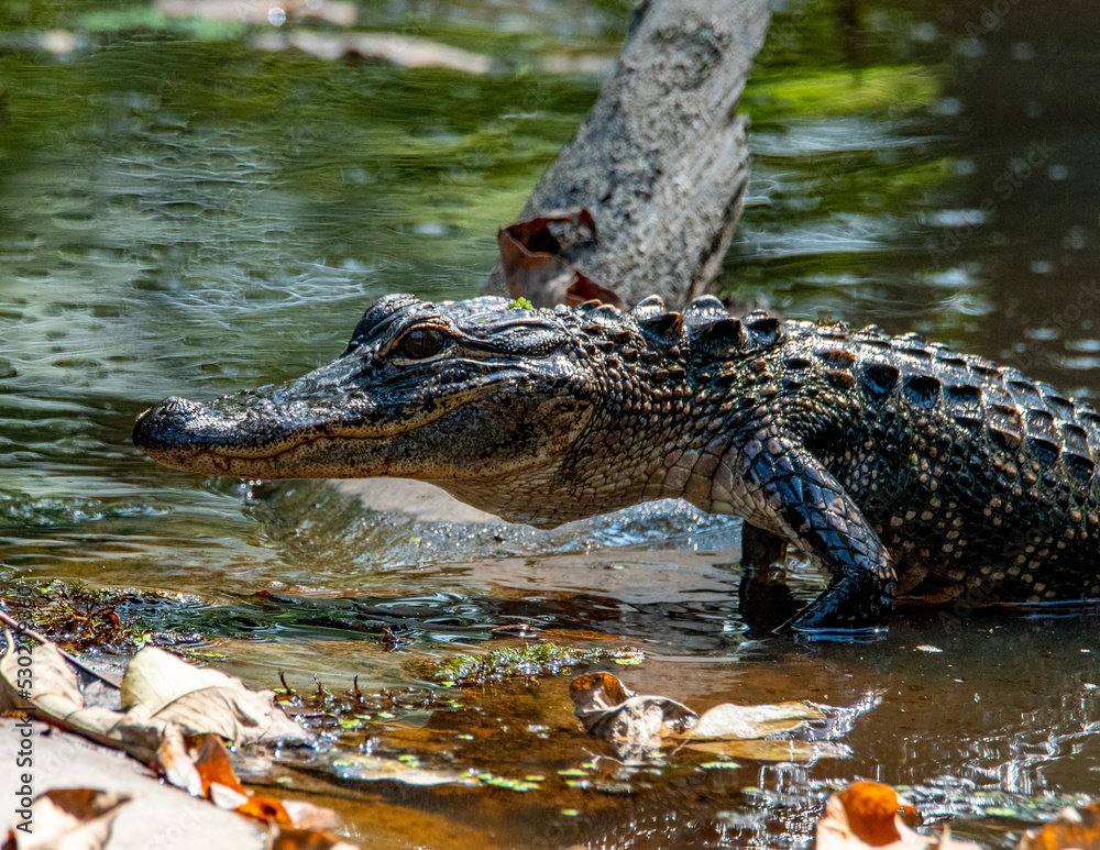 Fototapeta premium American Alligator Basking