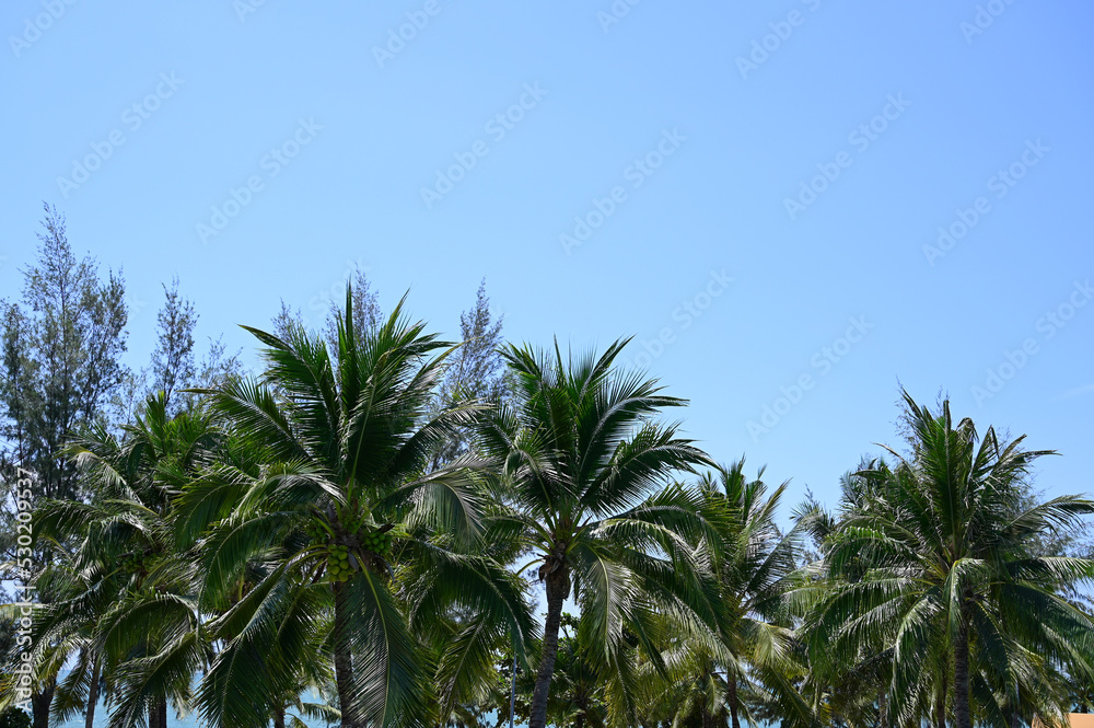 coconut trees on beach, natural background