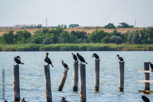 A flock of cormorants sits on a old sea pier in orange sunset light