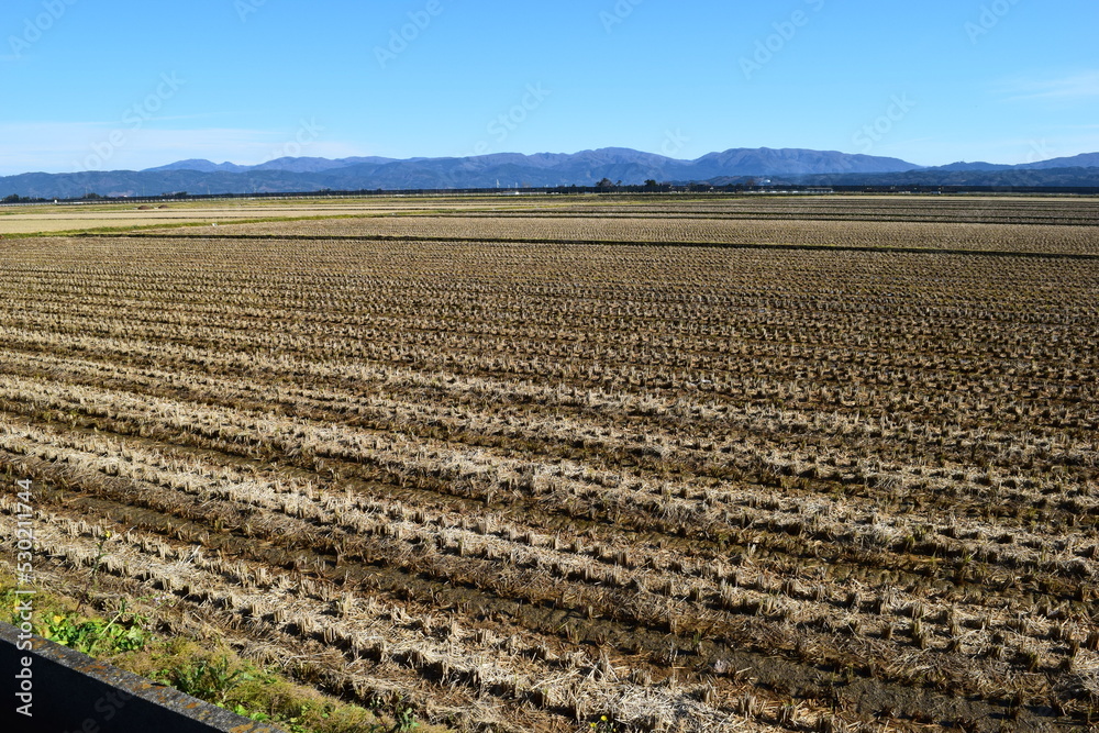 収穫後の稲株 秋の田園風景 収穫後の稲株 秋の田園風景