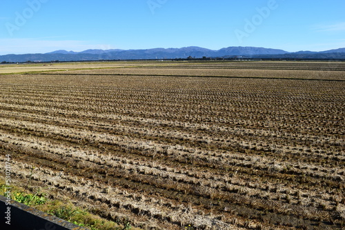 収穫後の稲株 秋の田園風景