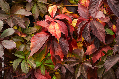 Colourful fall leaves growing on a wall. Leaves In Autumn