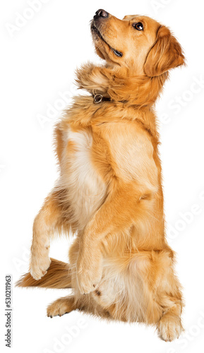 Attentive Golden Retriever Dog Sitting Up - Extracted