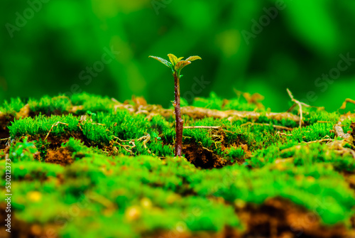 Environmental concept. Global warming. Helping to plant trees and use clean energy and green business. Renewable energy. Sustainability for the future. ESG