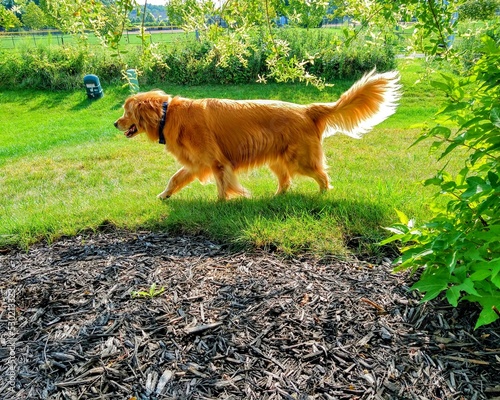 Loping Happy Golden Retriever