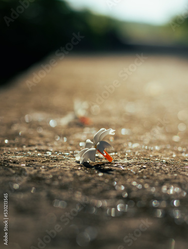 Jasmine flower on the ground with dramatic backlight. photo