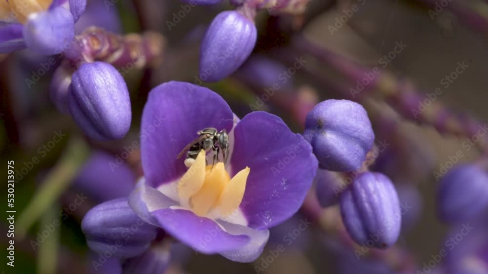 Blue ginger flower being pollinated by a stingless bee