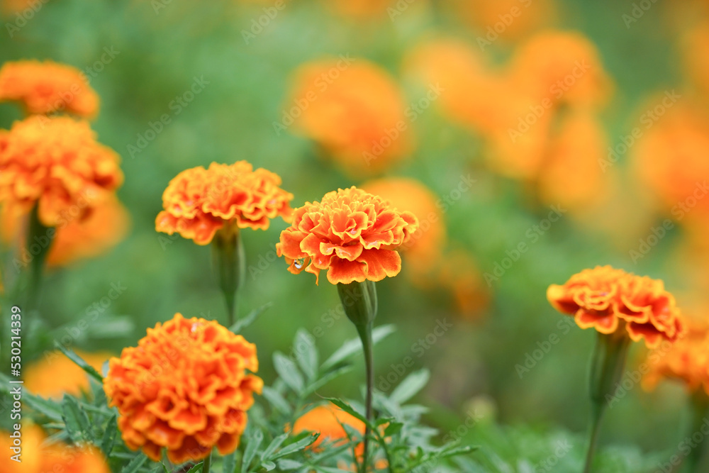 blooming vibrant yellow and orange French marigold (selective focus),Tagetes patula or the French marigold, a gardener favorite for brightly-colored flowers, outdoors plant as a large plot for beauty. blooming vibrant yellow and orange French marigold (selective focus),Tagetes patula or the French marigold, a gardener favorite for brightly-colored flowers, outdoors plant as a large plot for beauty.