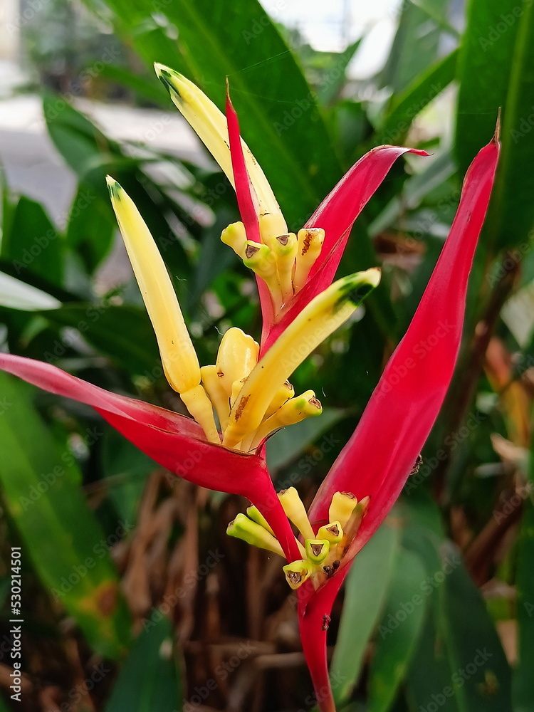 Heliconia Psittacorum 'Andromeda', also known as Parakeet Flower Plant