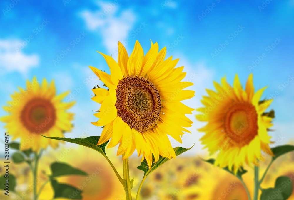 Sunflower fields in blooming, vegetable oil production. Sunflower fields in blooming, vegetable oil production.