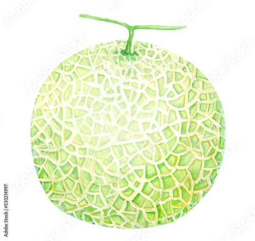 Watercolor painting illustration of melon with transparent background