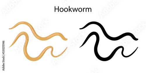 parasites worms in domestic animals hookworm