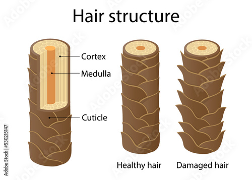 hair structure layer. cartoon style illustration