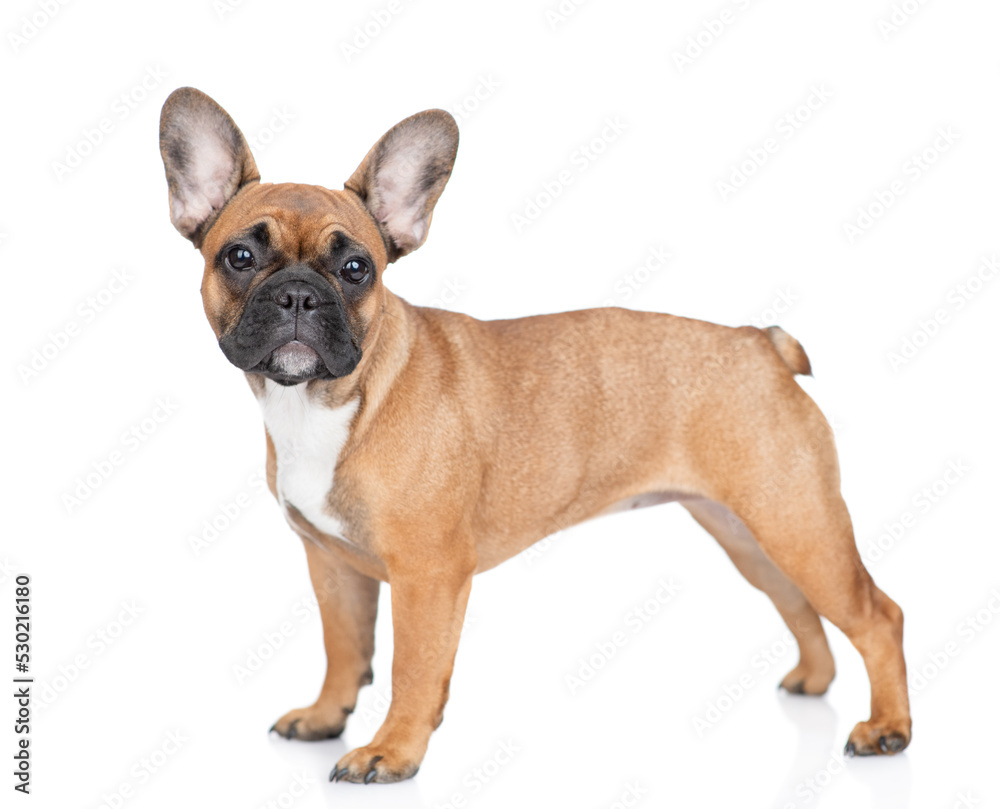 French Bulldog puppy standing in side view. Isolated on white background French Bulldog puppy standing in side view. Isolated on white background