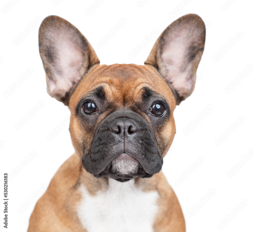 Portrait of a French Bulldog puppy. Isolated on white background