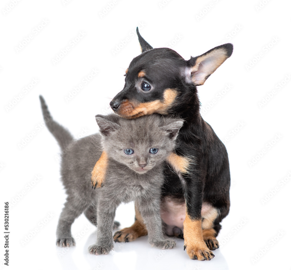 Friendly Toy terrier puppy embraces tiny kitten. isolated on white background