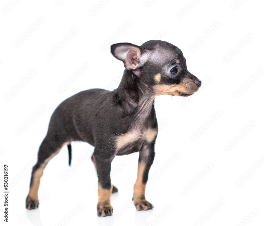 Cute Toy terrier puppy stands in profile and looks away on empty space. Isolated on white background Cute Toy terrier puppy stands in profile and looks away on empty space. Isolated on white background