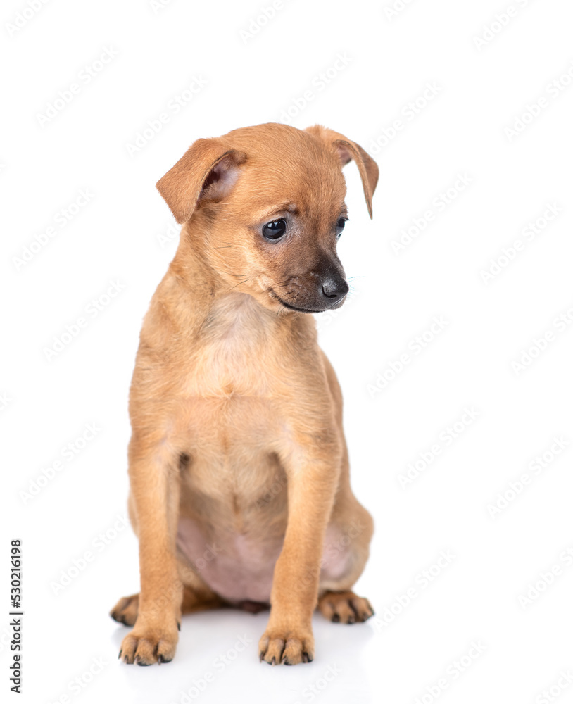 Cute Toy terrier puppy sits and looks away and down on empty space. Isolated on white background