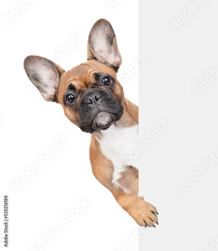 French Bulldog puppy looks from behind empty white banner. Isolated on white background