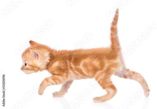 Small tabby ginger cat walking. isolated on white background