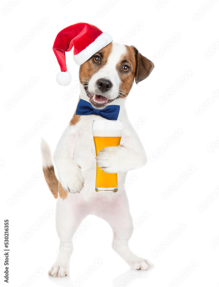 Jack russell terrier puppy wearing tie bow and santa hat holds glass of beer. isolated on white background